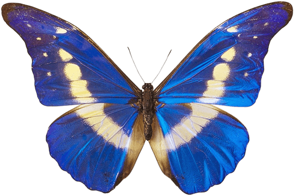 Blue Butterfly Transparent PNG Image