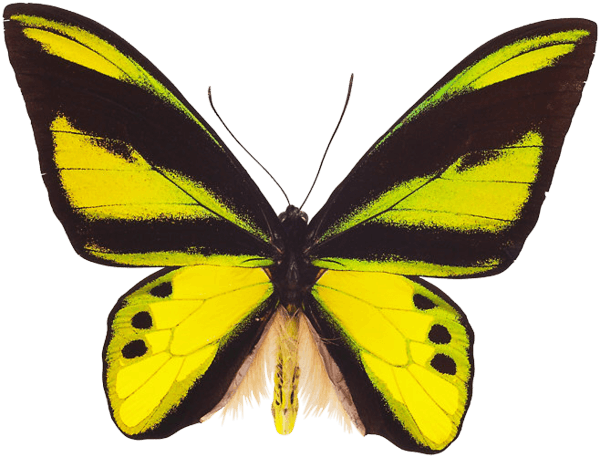 Flying Butterfly Transparent PNG Image