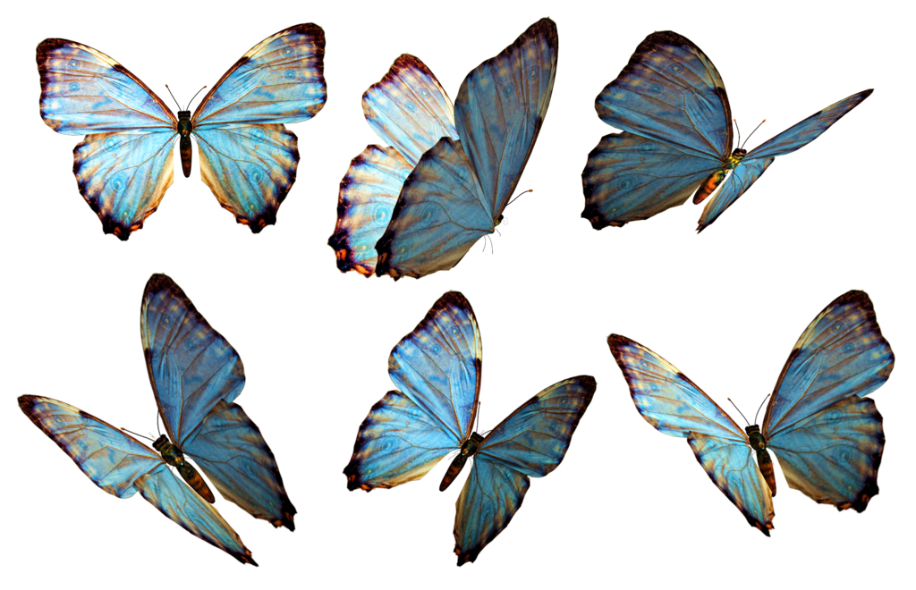 Butterfly 2 Transparent PNG Image