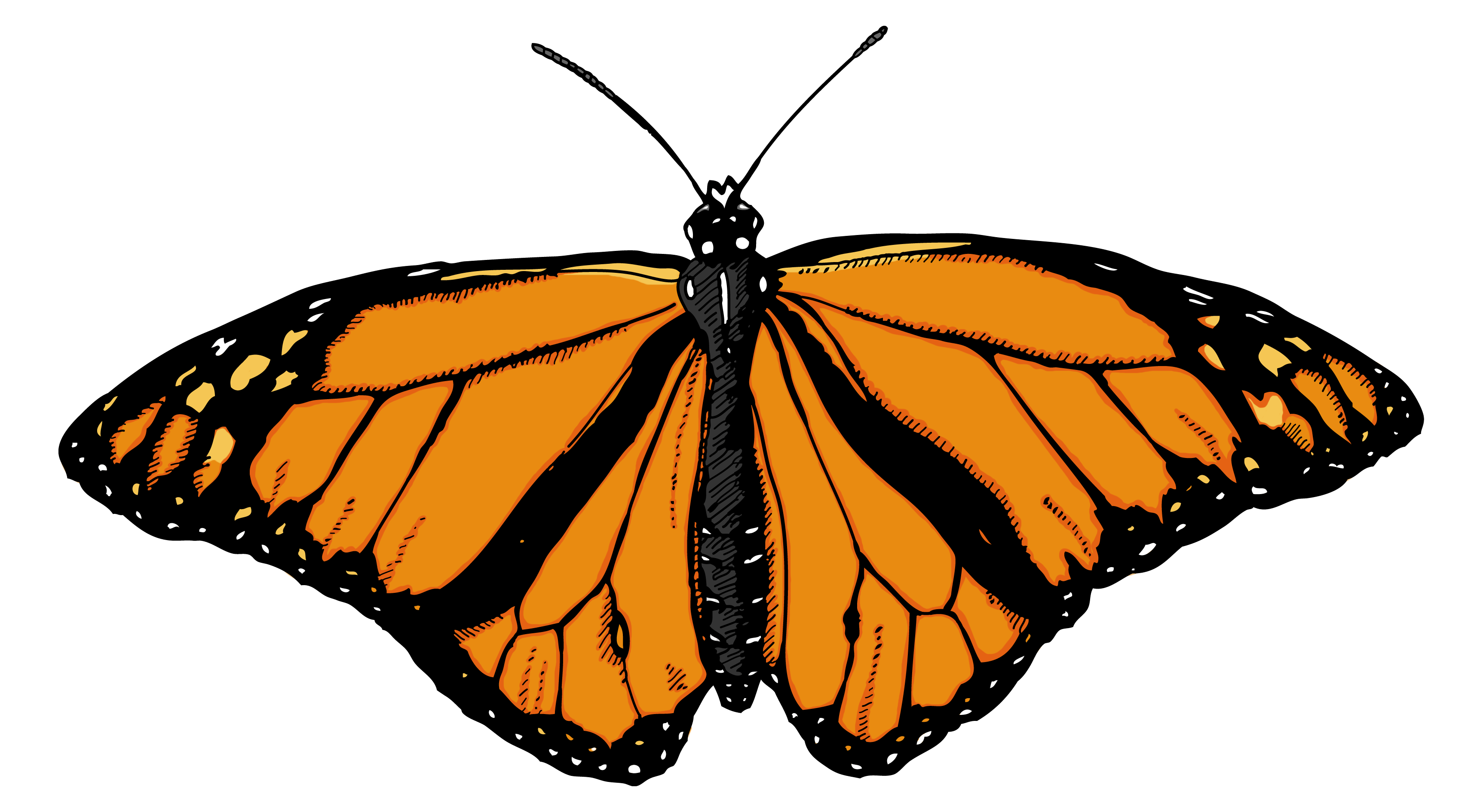 Butterfly Transparent PNG Image