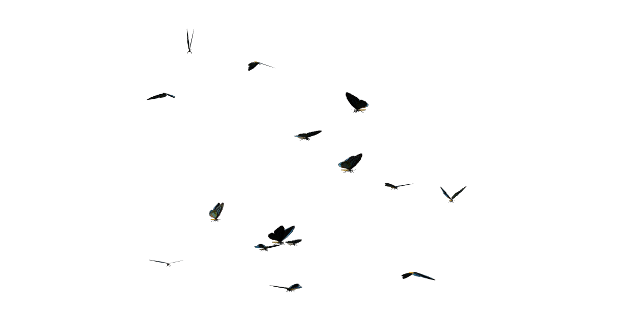 Butterflies Swarm Transparent PNG Image