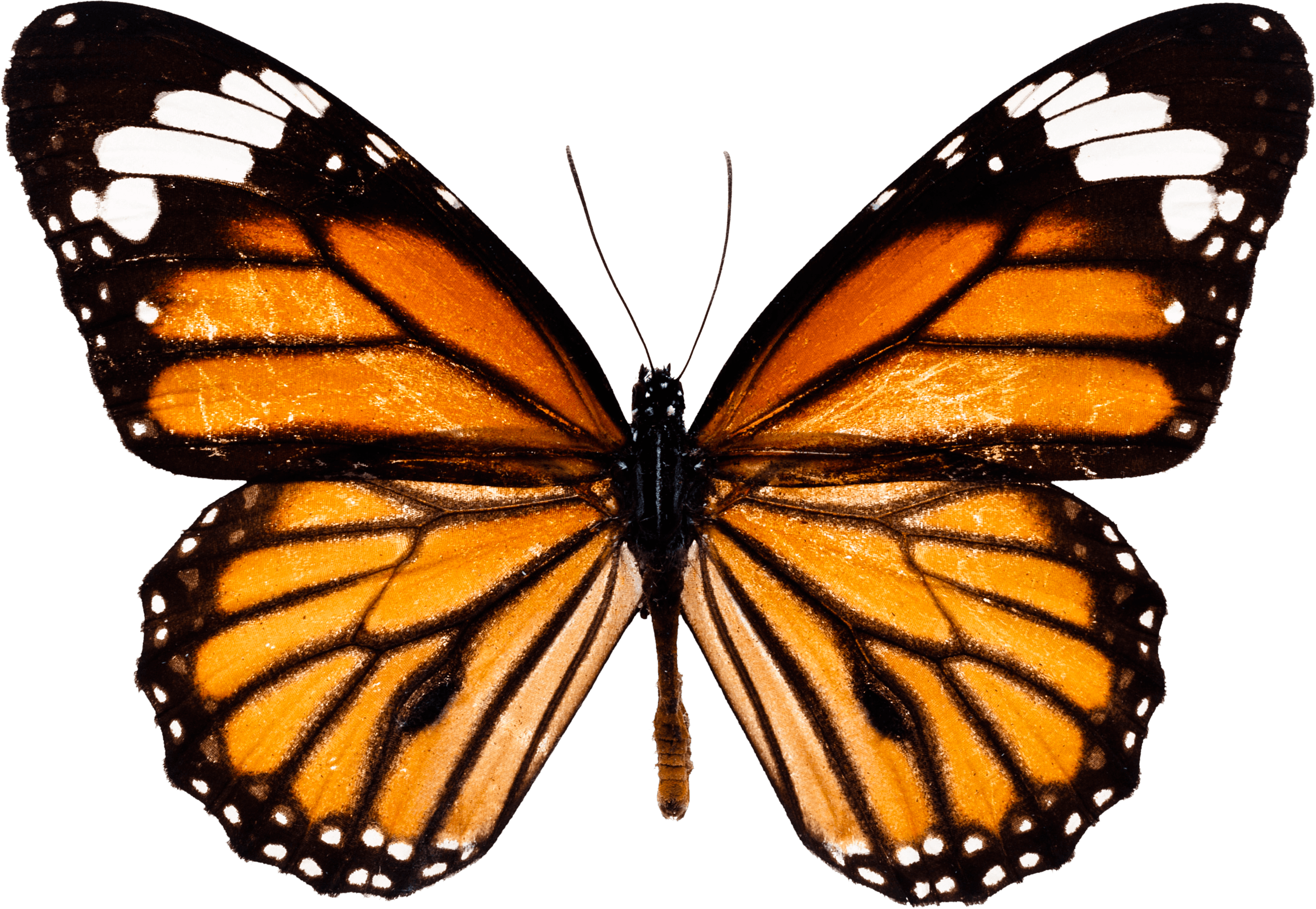 Butterfly Transparent PNG Image