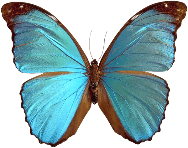 Blue Butterfly Transparent PNG Image