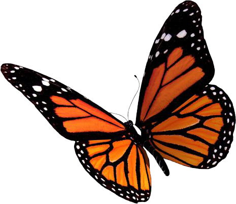 Flying Butterflies Transparent PNG Image