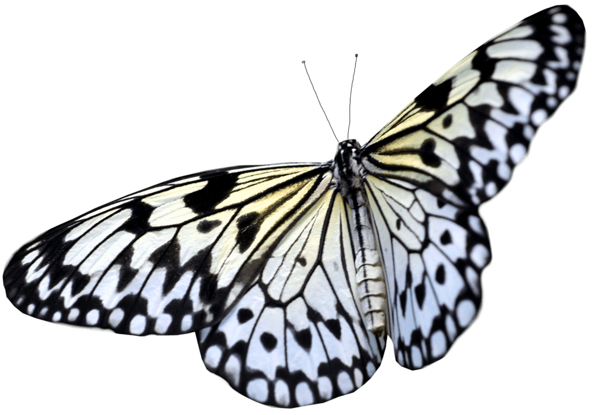 Butterfly Transparent PNG Image