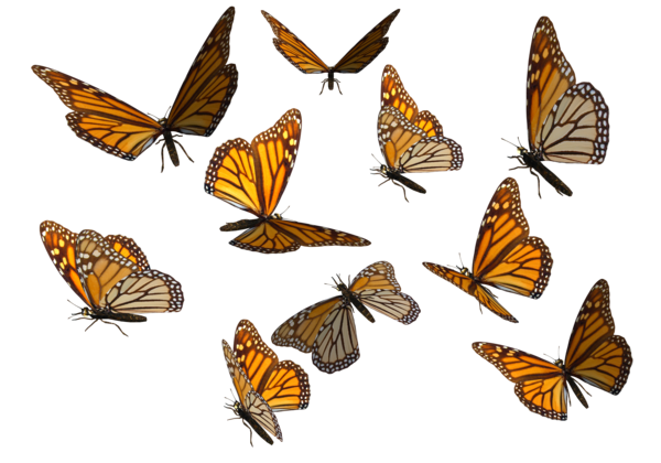 Butterflies Swarm Background Transparent PNG Image