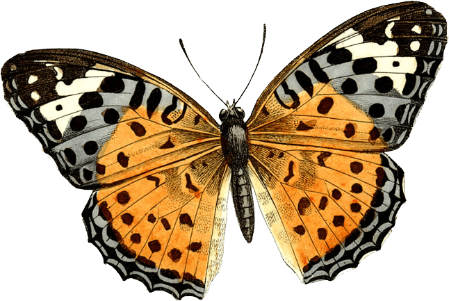 Butterfly Transparent PNG Image