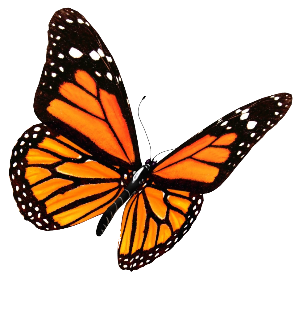 Flying Butterflies Transparent PNG Image
