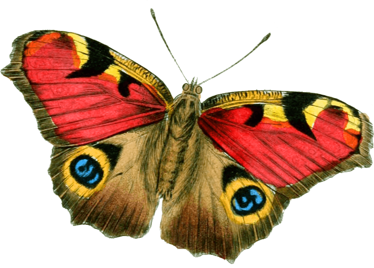 Butterfly Transparent PNG Image