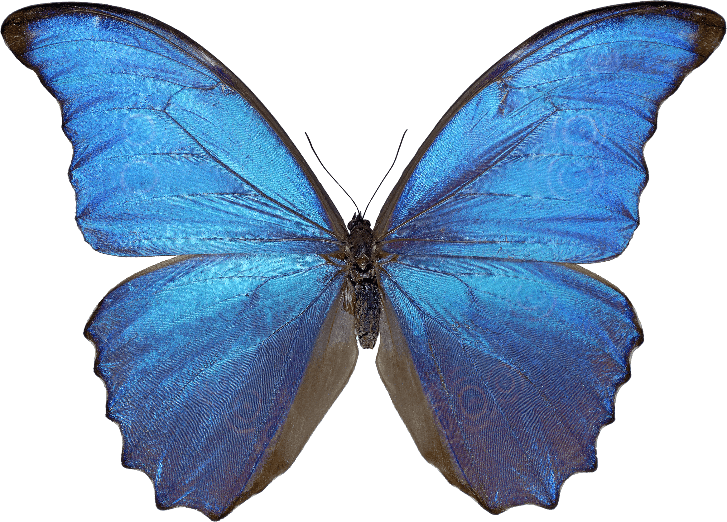 Butterfly Transparent PNG Image