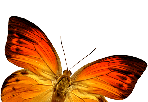 Orange Butterfly Butterflies Transparent PNG Image