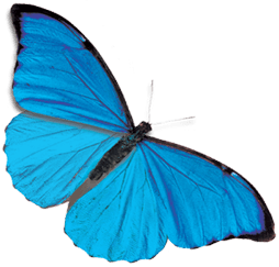 Blue Butterfly Transparent PNG Image