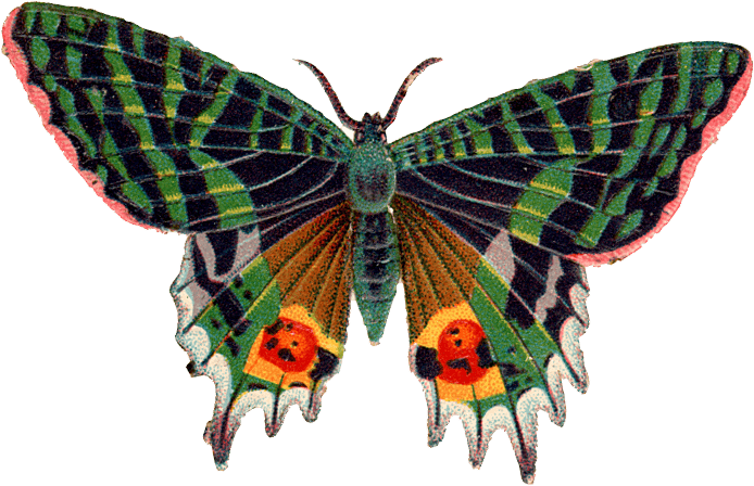 Butterfly Transparent PNG Image