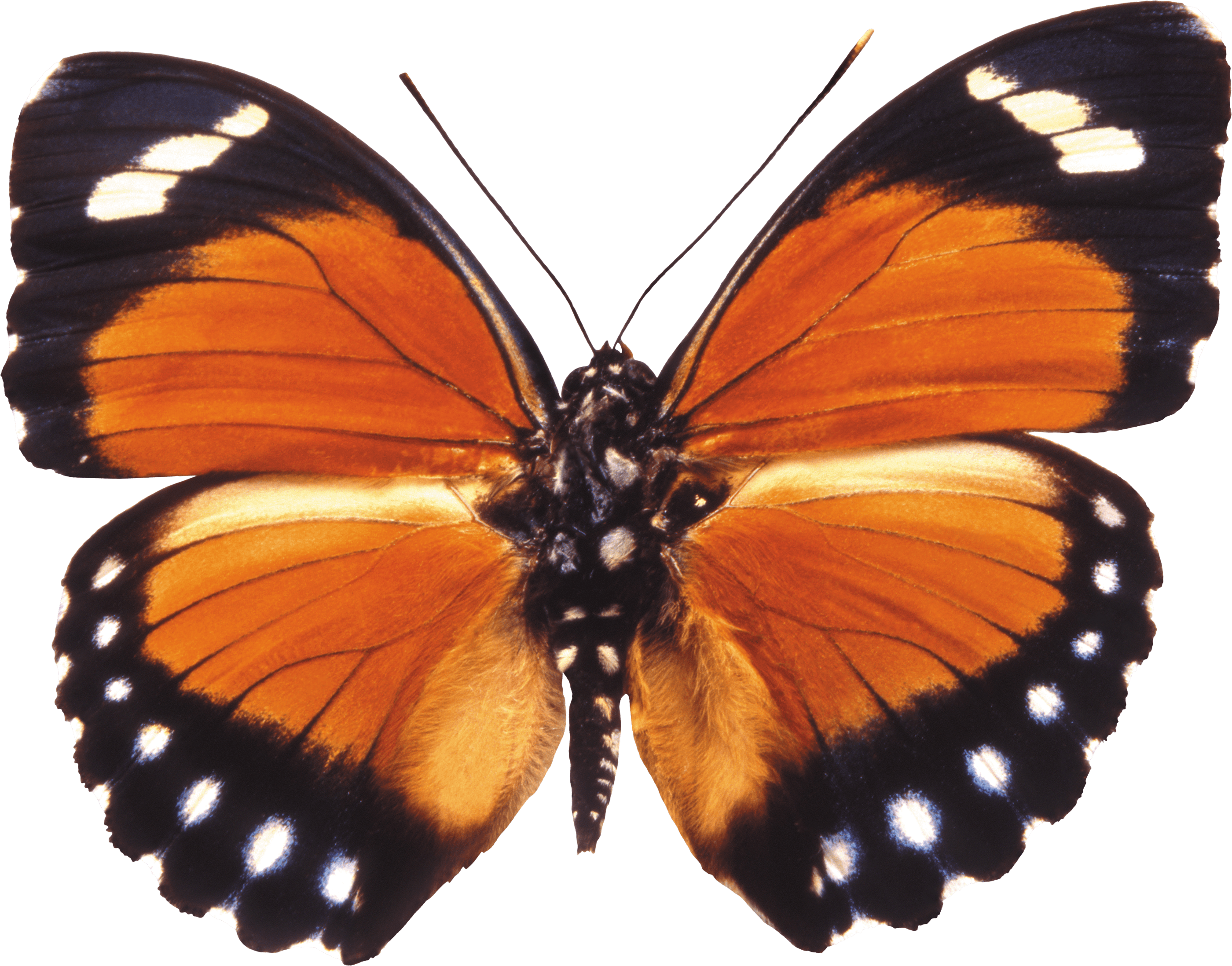 Butterfly Transparent PNG Image