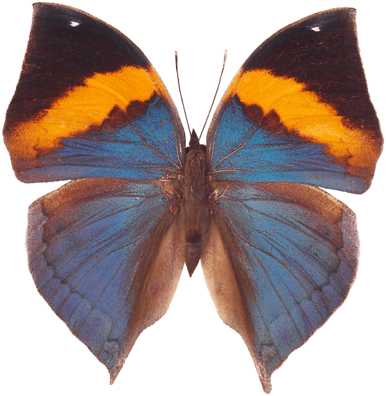 Butterfly Transparent PNG Image