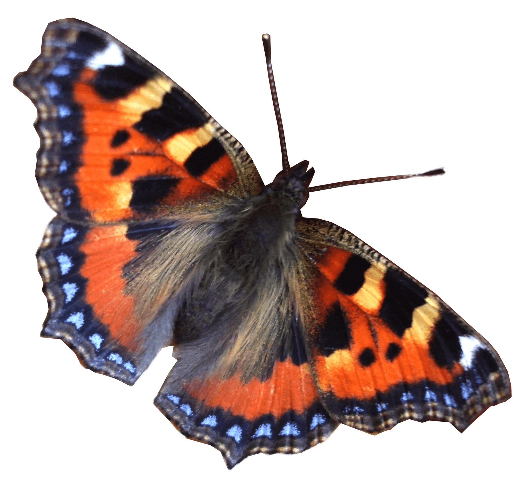 Butterfly Transparent PNG Image