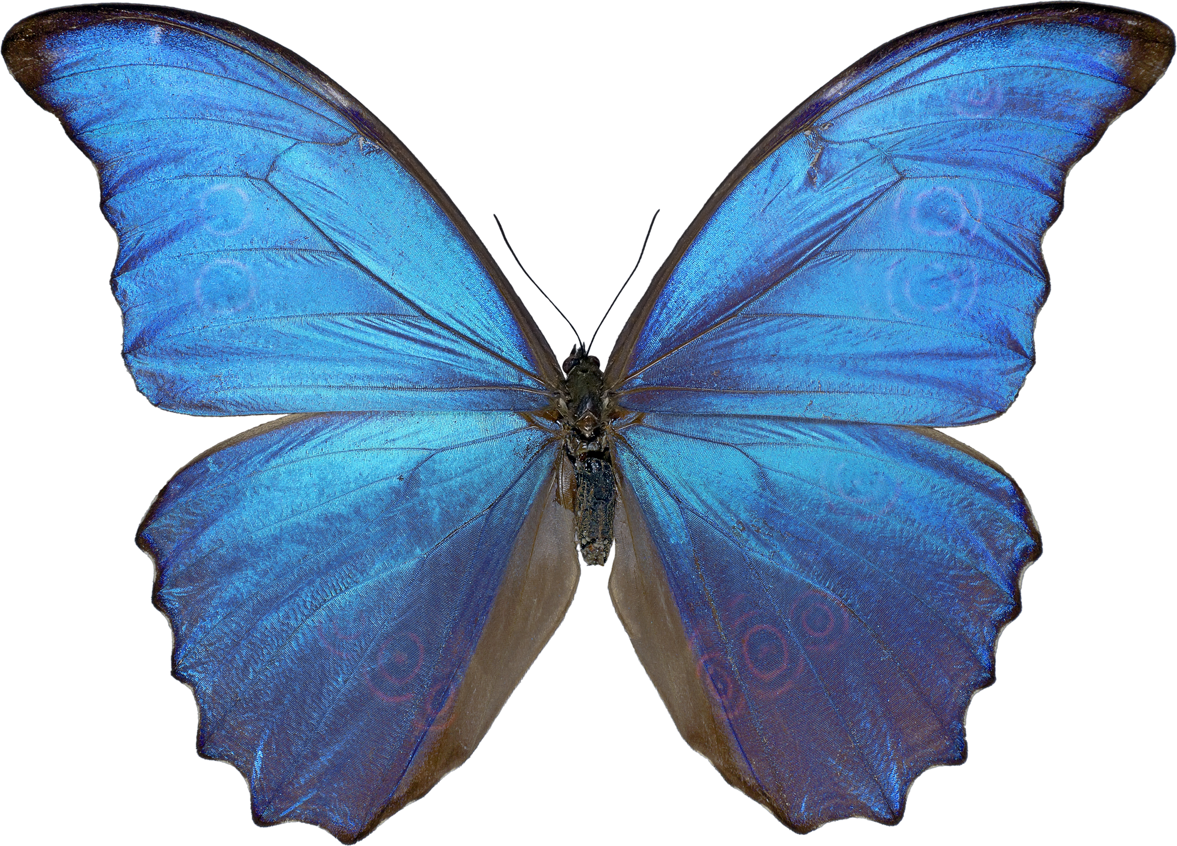 Butterfly 4 Transparent PNG Image