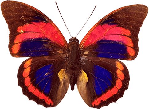 Butterfly Transparent PNG Image