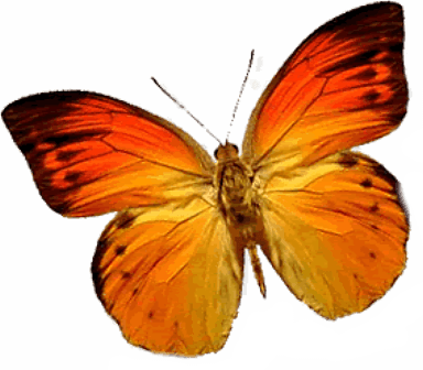 Butterfly Transparent PNG Image