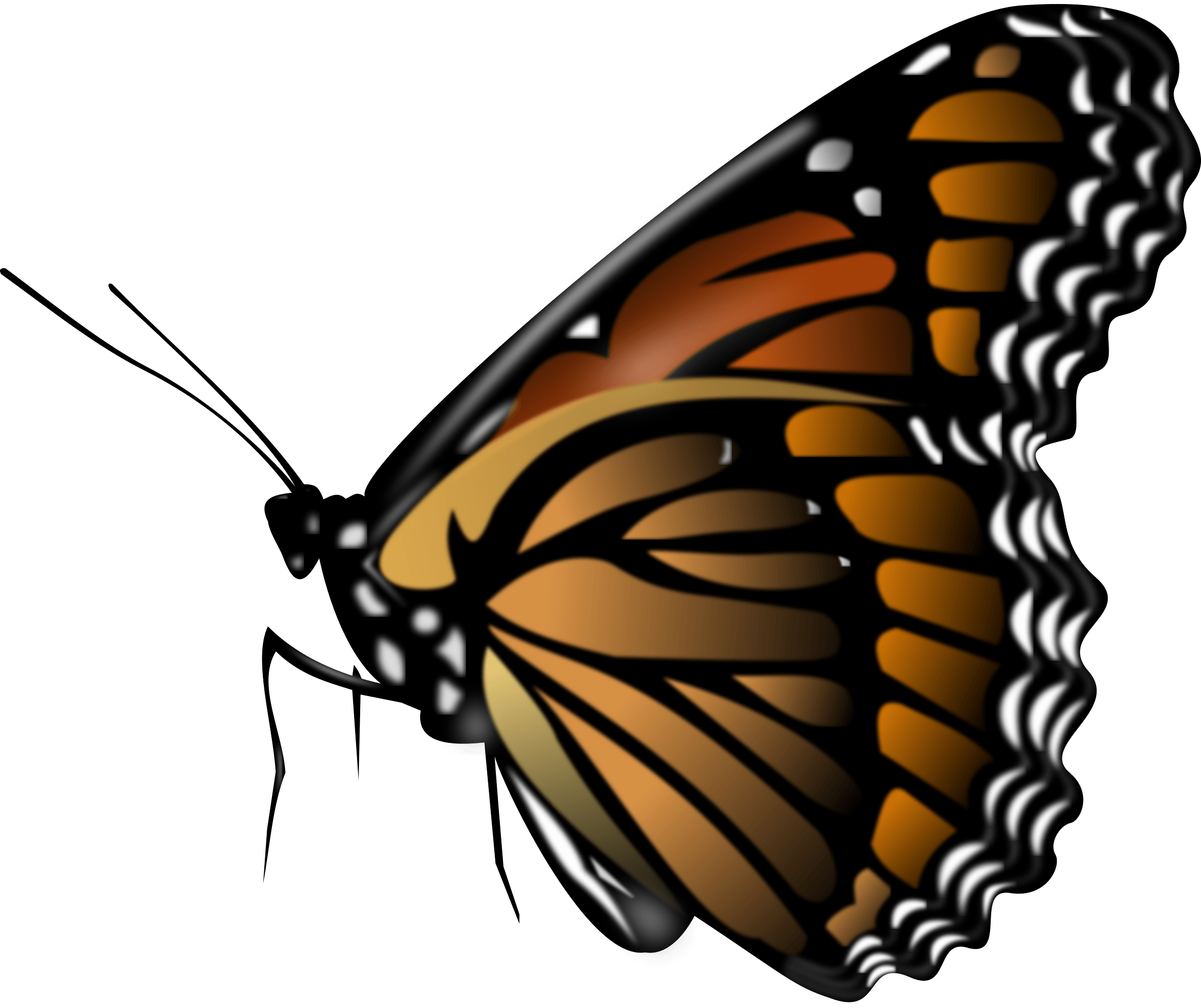 Butterfly Transparent PNG Image