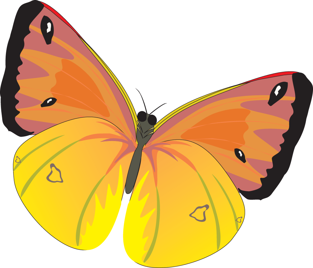 Butterfly Transparent PNG Image