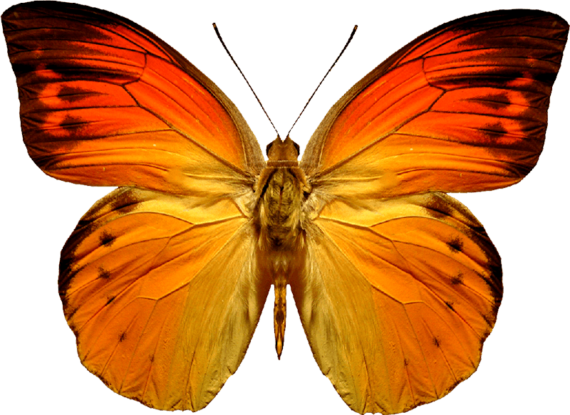 Butterfly Transparent PNG Image