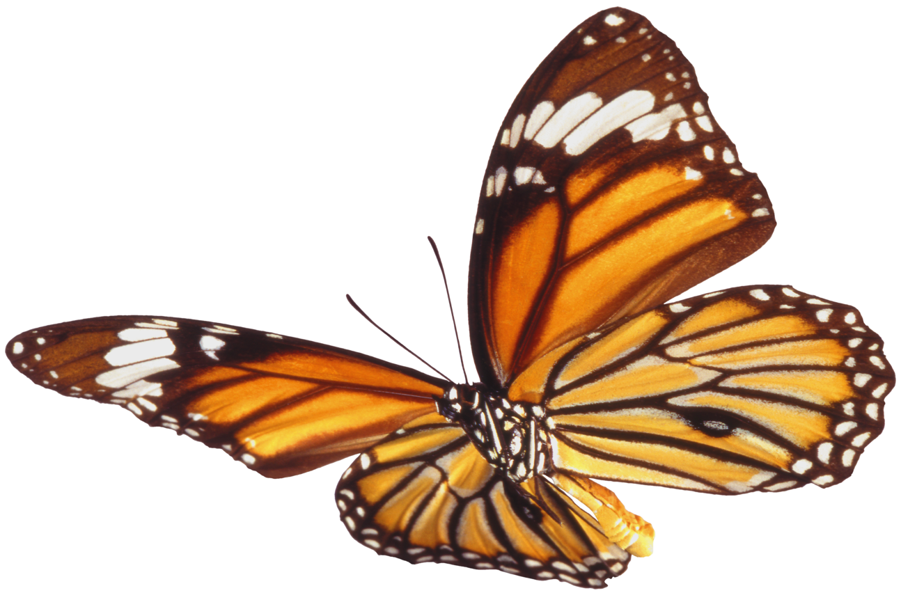 Butterfly 7 Transparent PNG Image