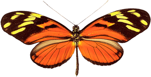 Butterfly Transparent PNG Image