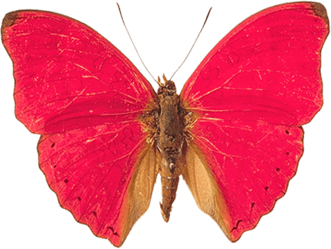 Pink Butterfly Butterflies Transparent PNG Image