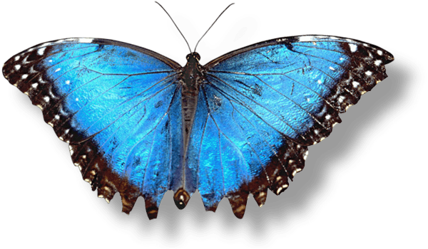 Butterfly Transparent PNG Image