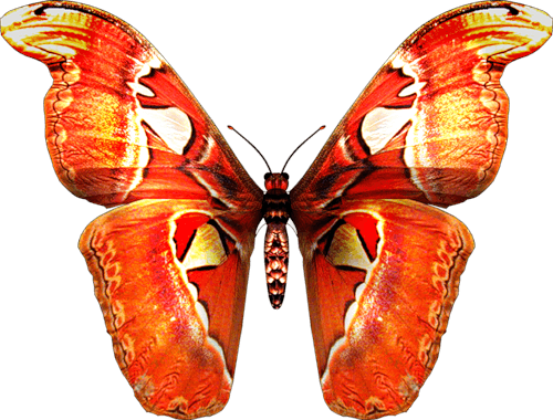 Butterfly Transparent PNG Image