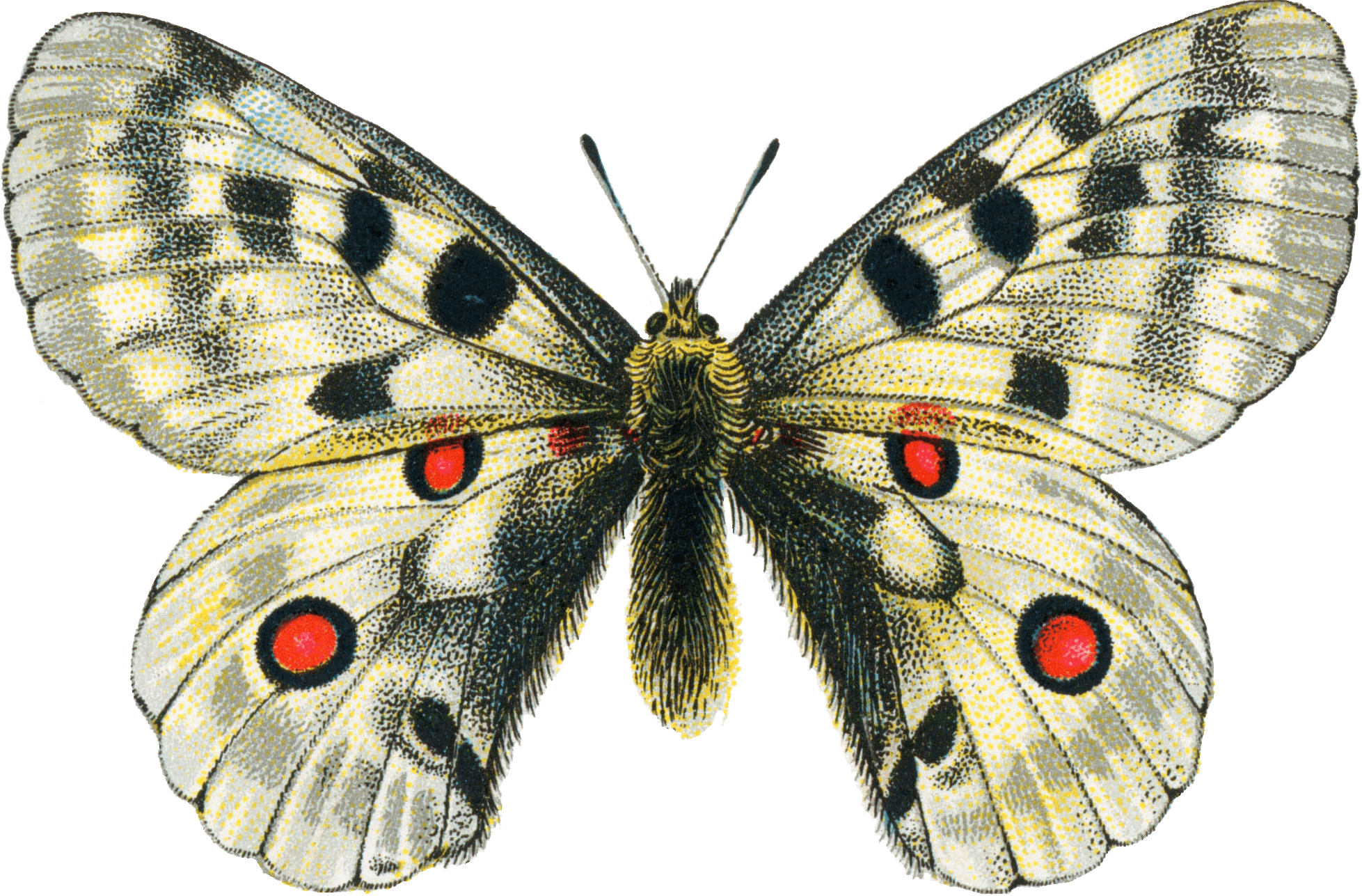 Butterfly Transparent PNG Image