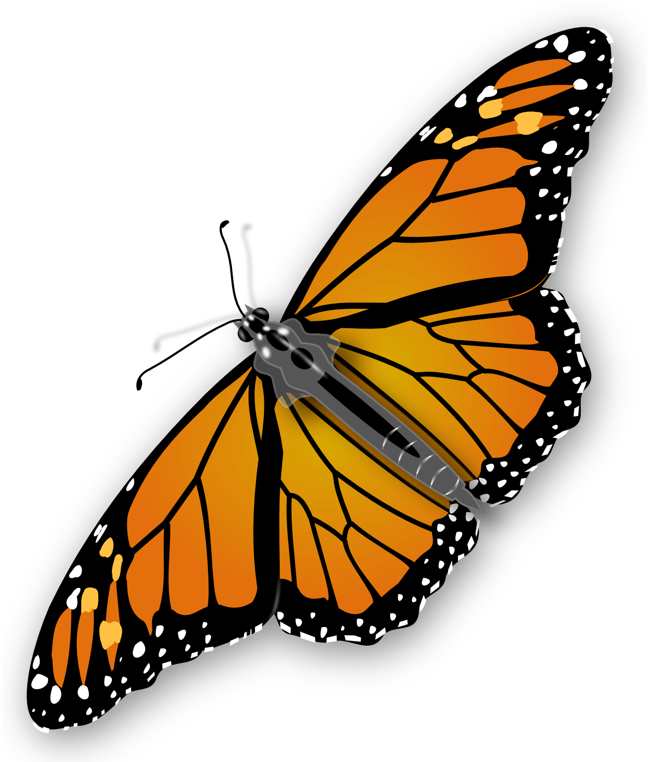 Butterfly Transparent PNG Image