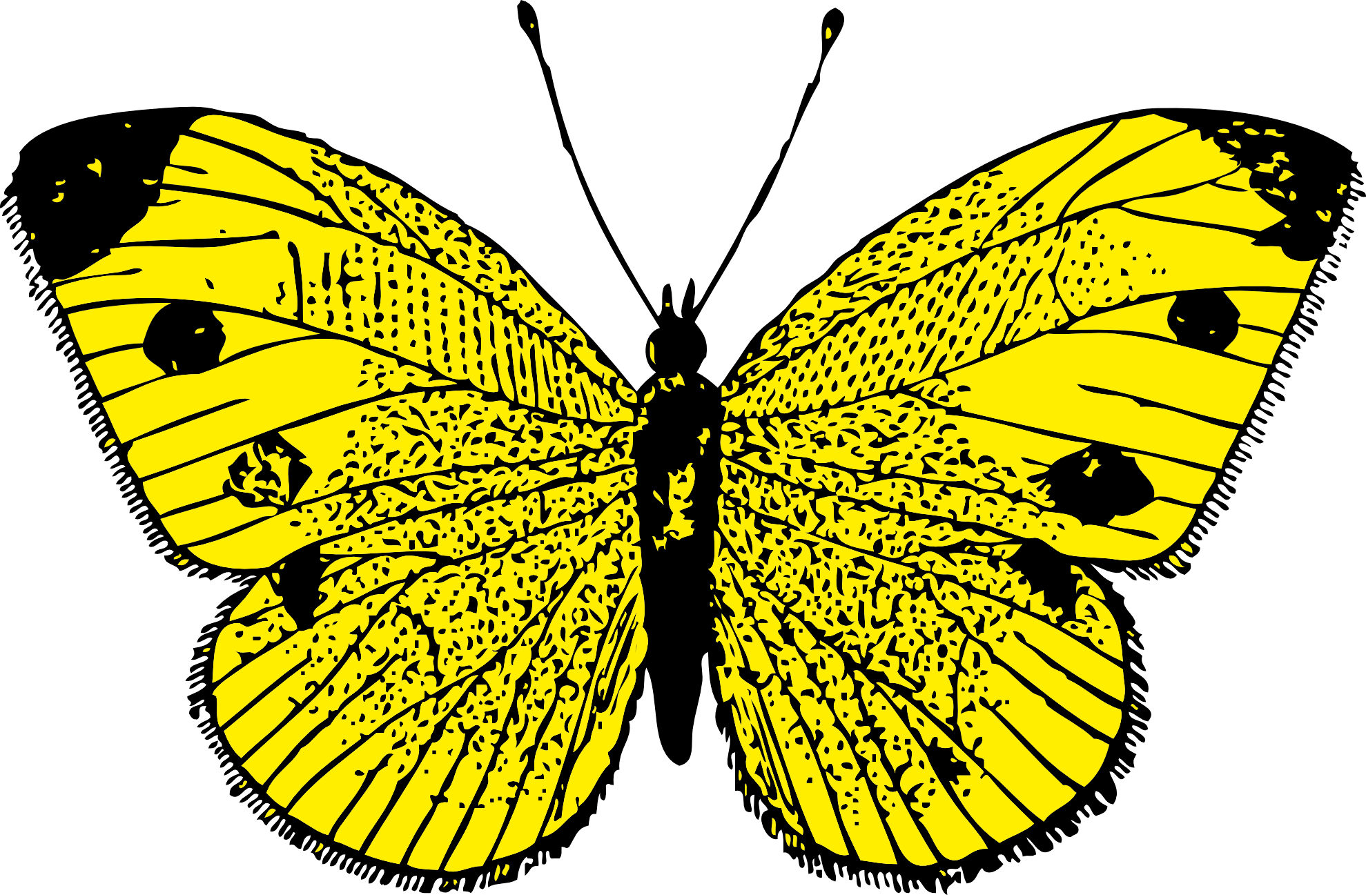 Butterfly Transparent PNG Image