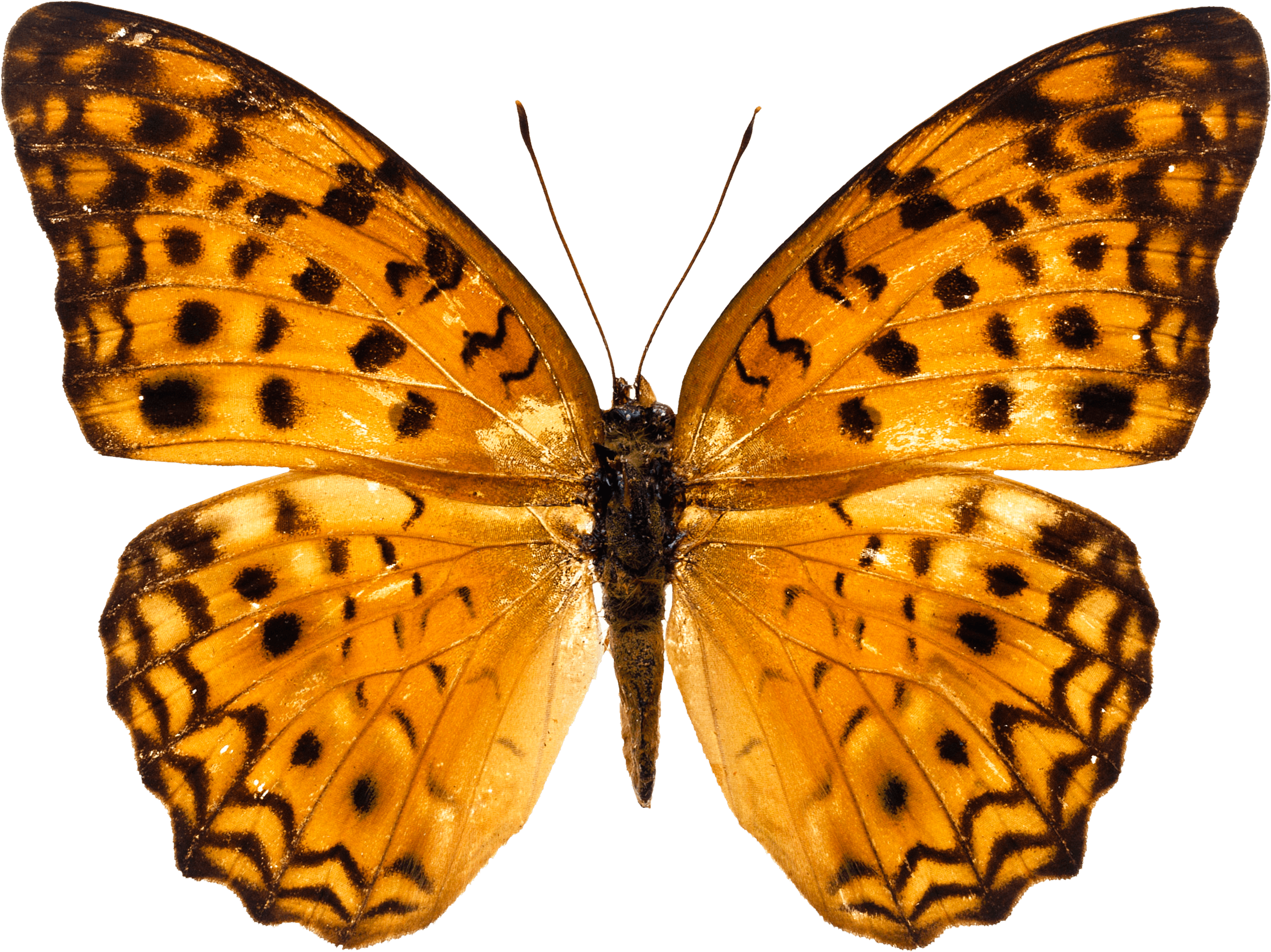 Orange Butterfly Butterflies Transparent PNG Image