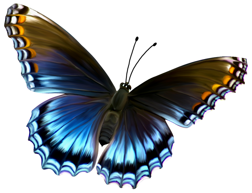 Butterfly 6 Transparent PNG Image