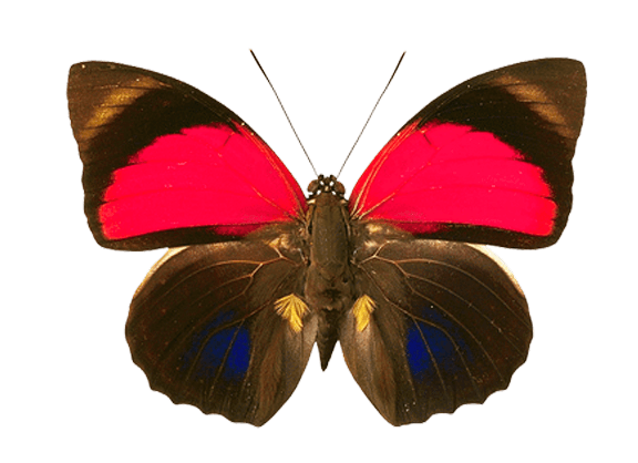 Butterfly Transparent PNG Image
