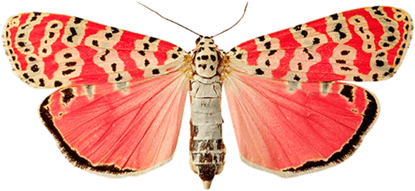 Pink Butterfly Butterflies Transparent PNG Image