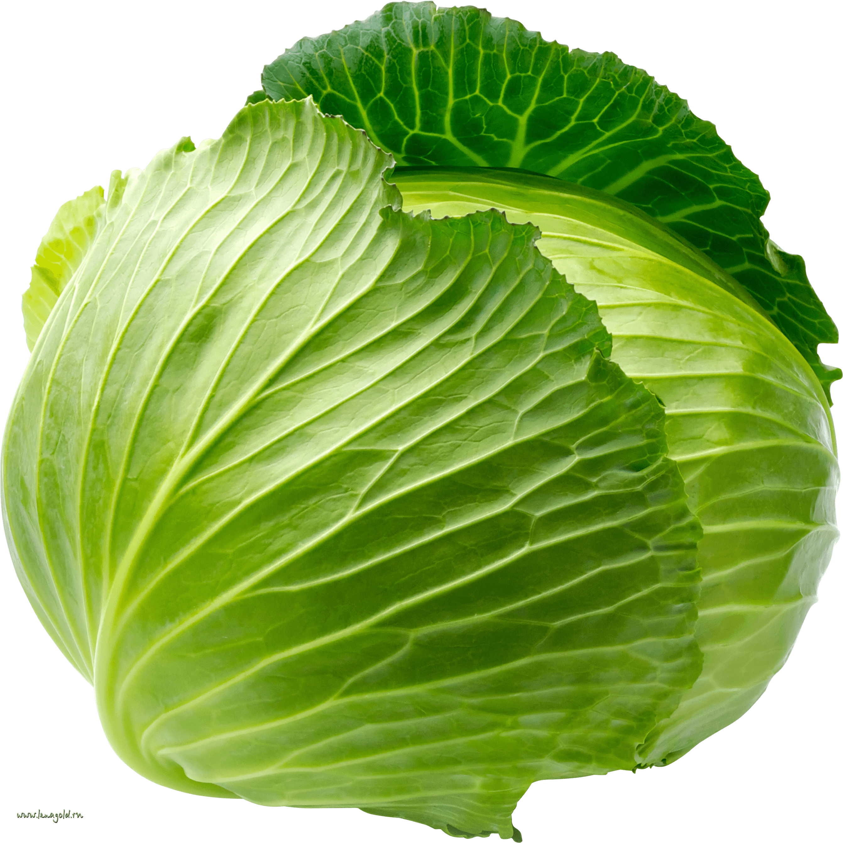 Cabbage Transparent PNG Image
