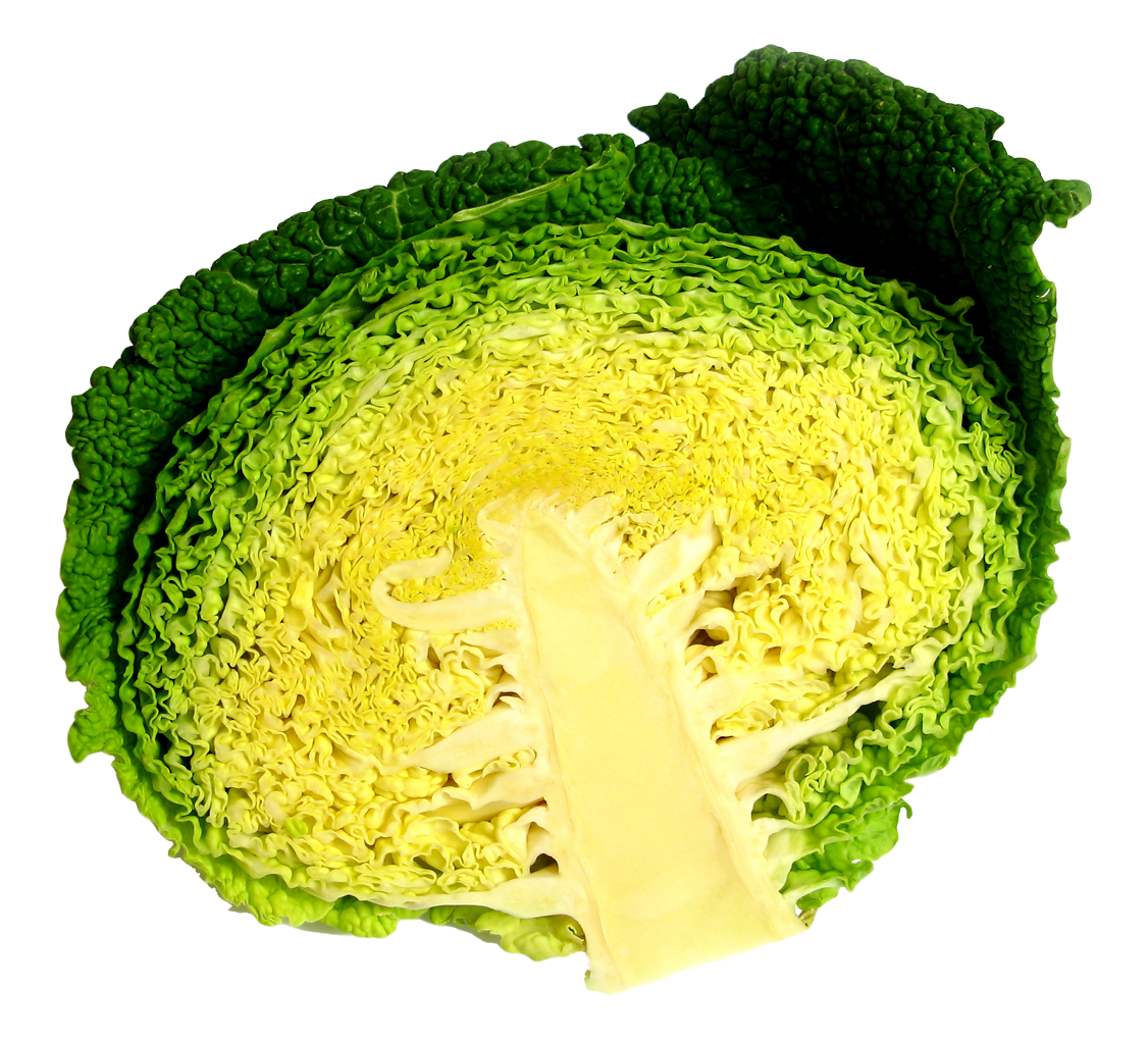 Fresh Cabbage Half Transparent PNG Image