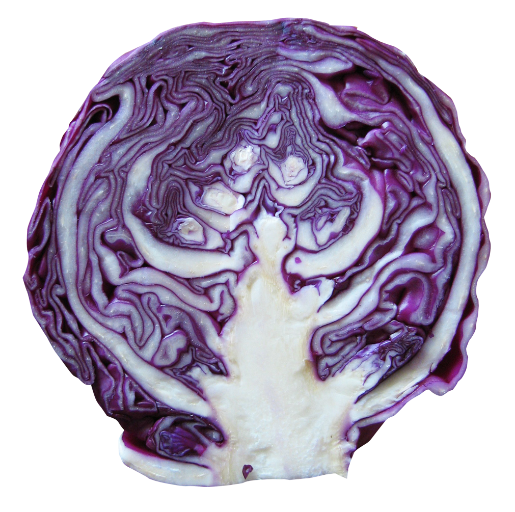 Purple Cabbage Half Transparent PNG Image