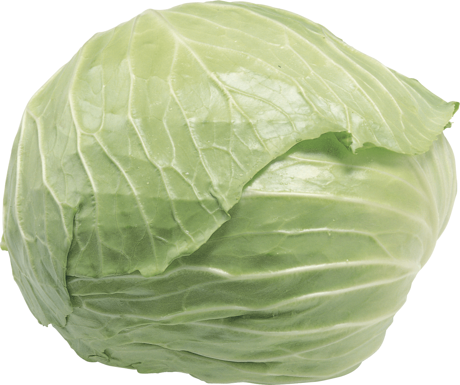 Cabbage Transparent PNG Image