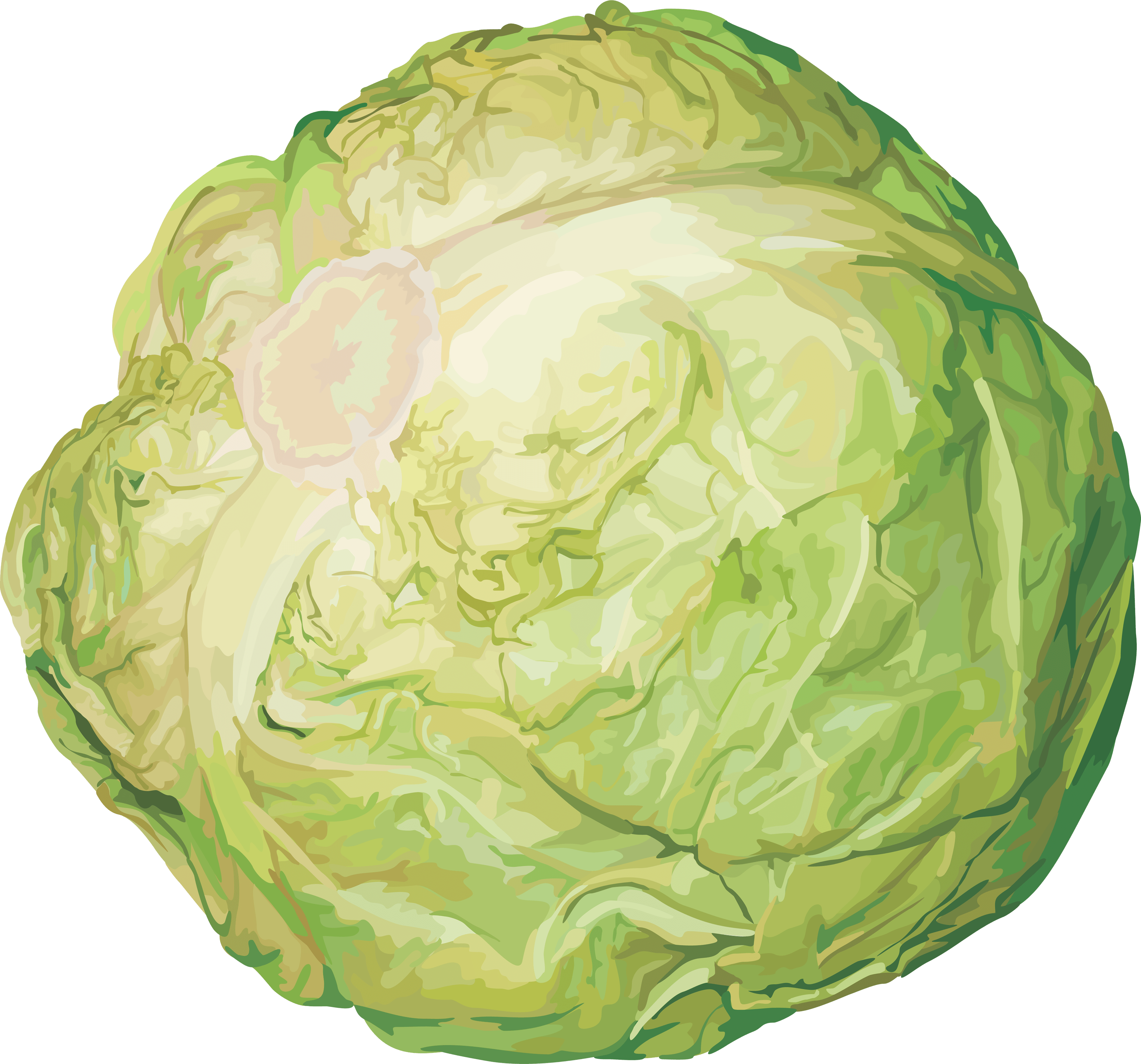 Cabbage Transparent PNG Image