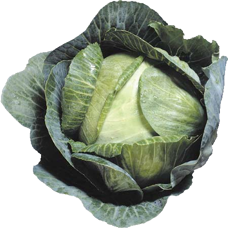 Cabbage Transparent PNG Image