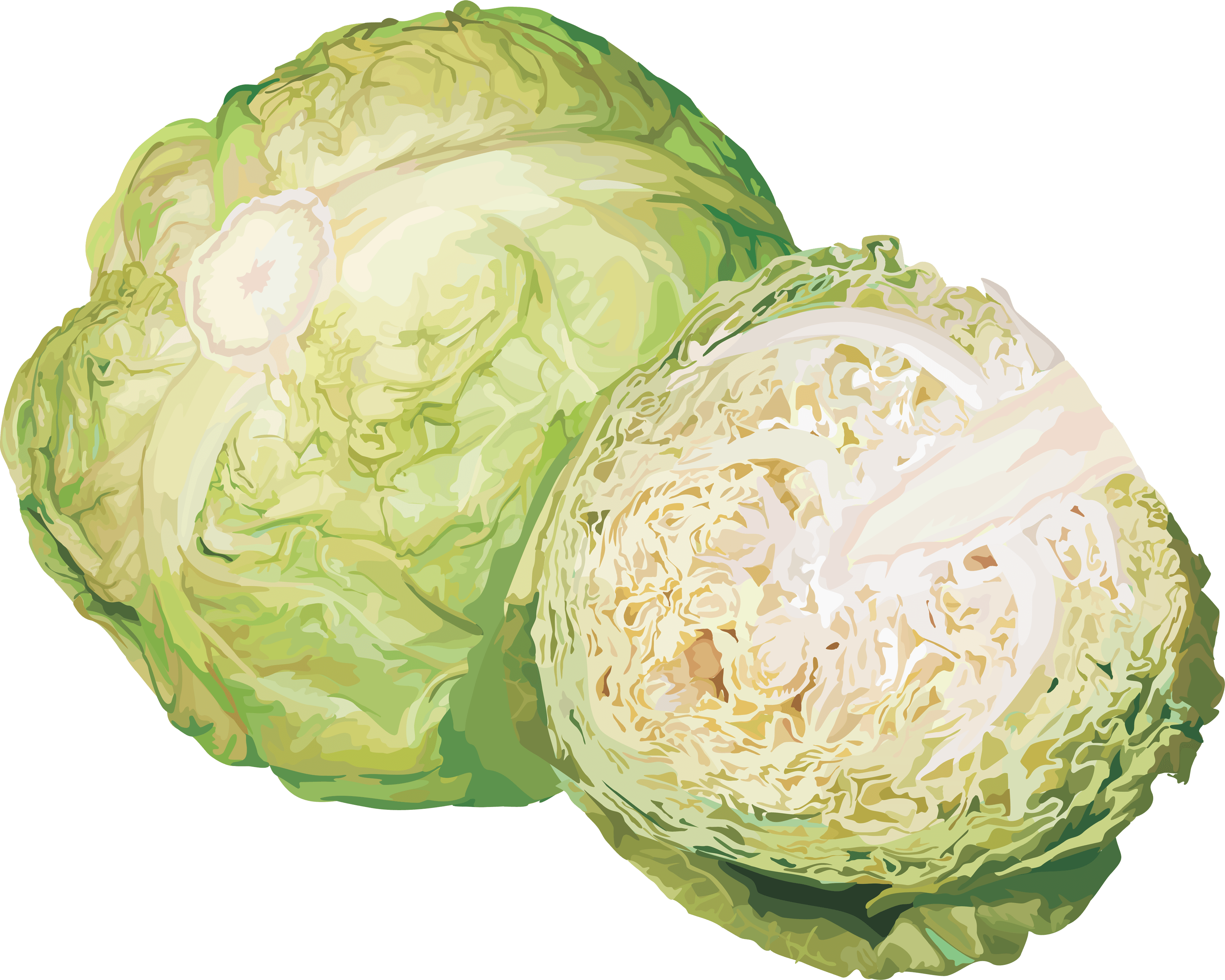 Cabbage Transparent PNG Image