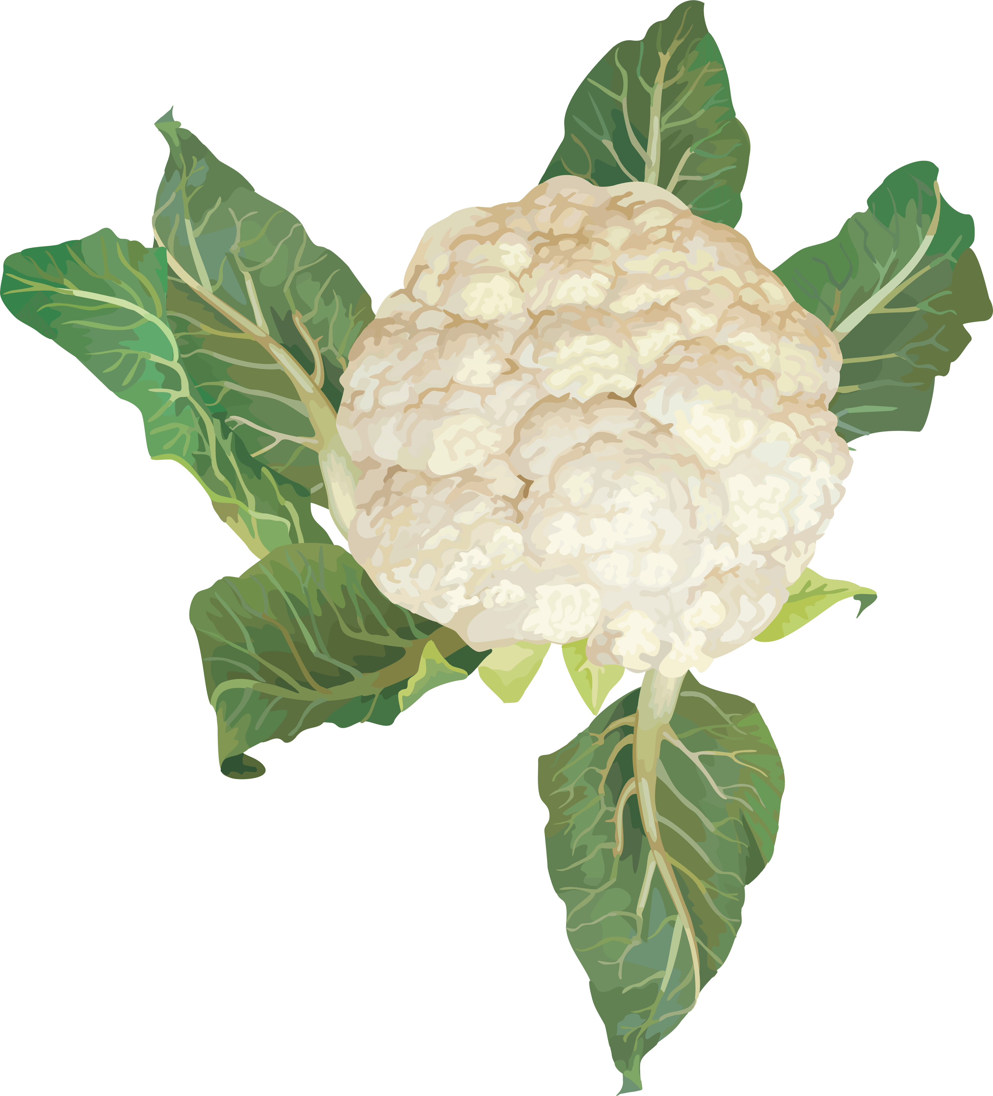 Cauliflower Transparent PNG Image
