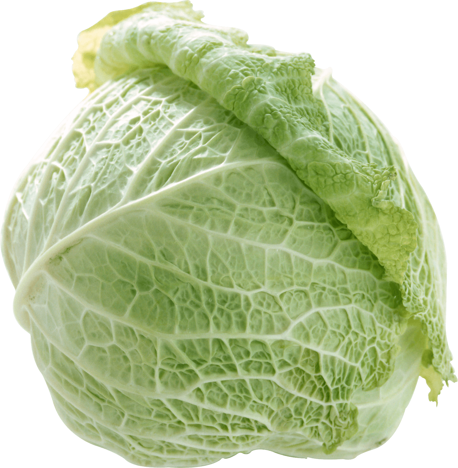 Cabbage Transparent PNG Image