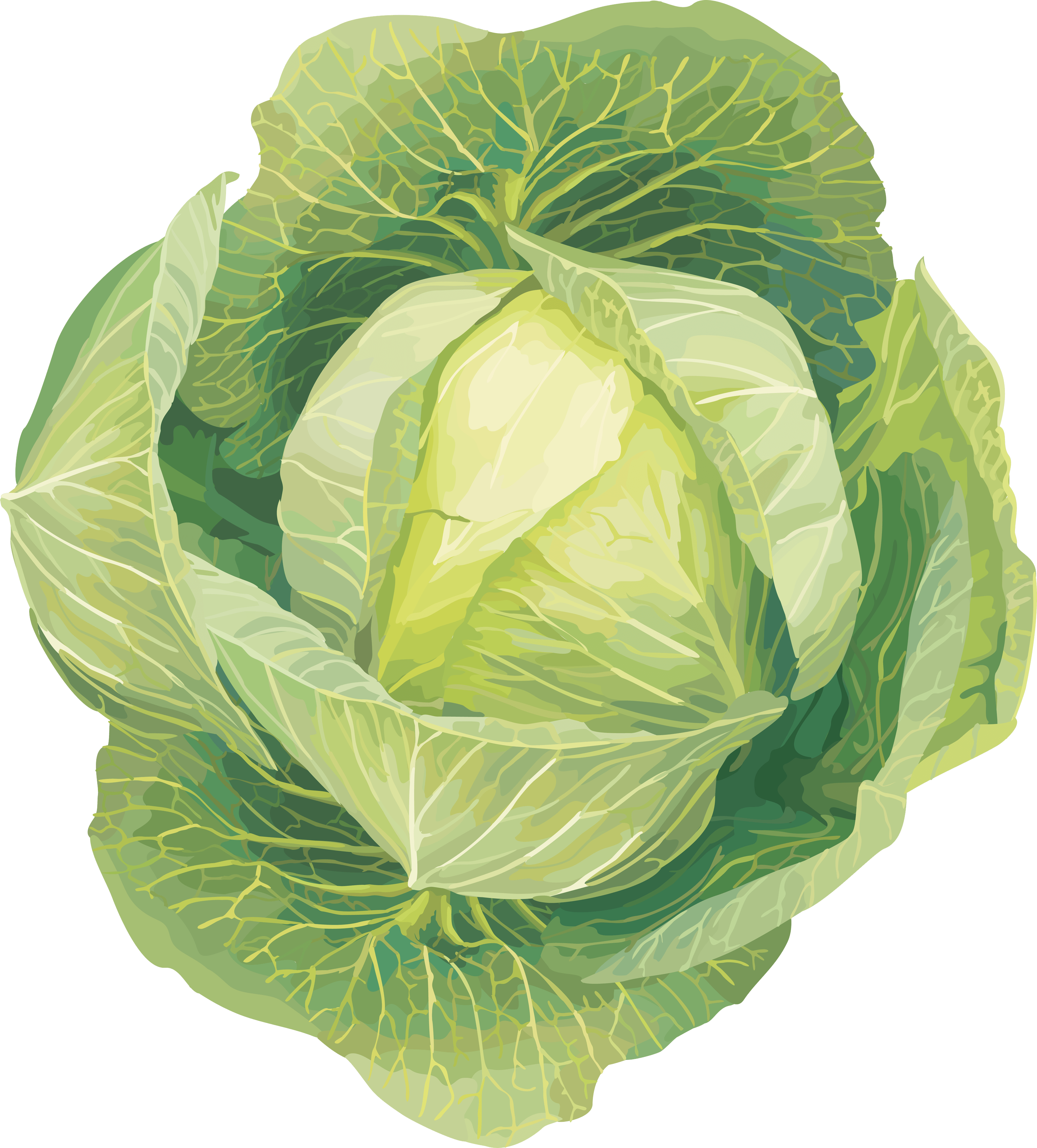 Cabbage Transparent PNG Image
