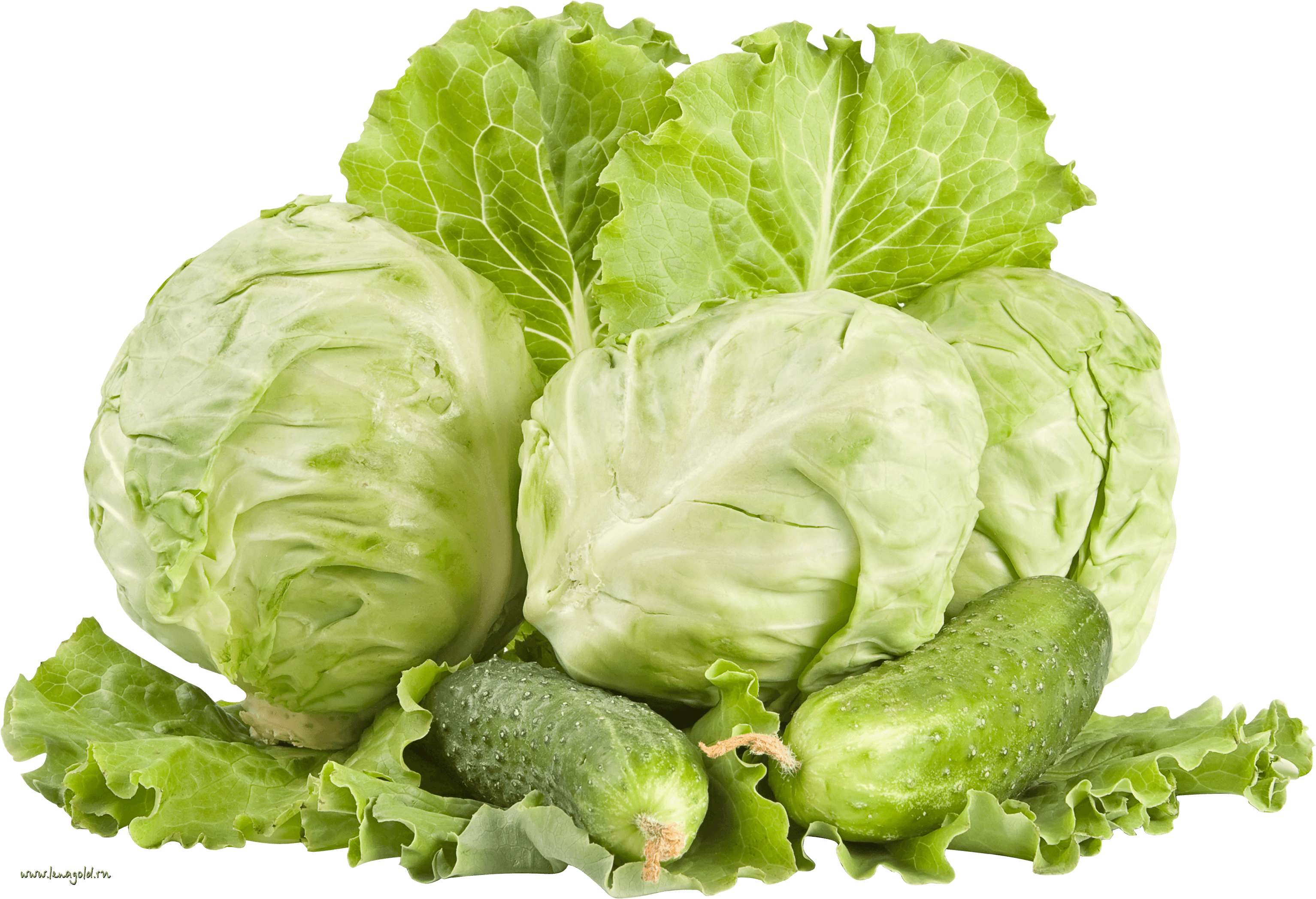 Cabbage Transparent PNG Image