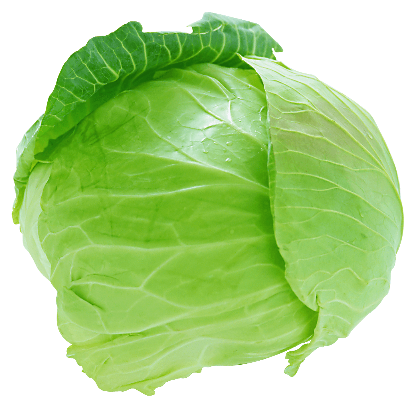Cabbage Transparent PNG Image